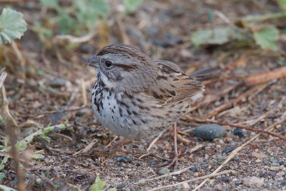 Song Sparrow - ML623785385