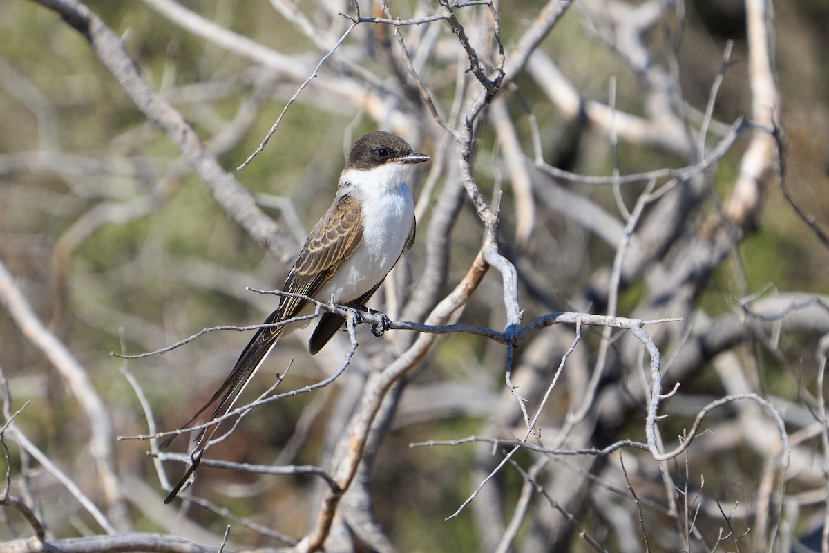 Fork-tailed Flycatcher - ML623785404