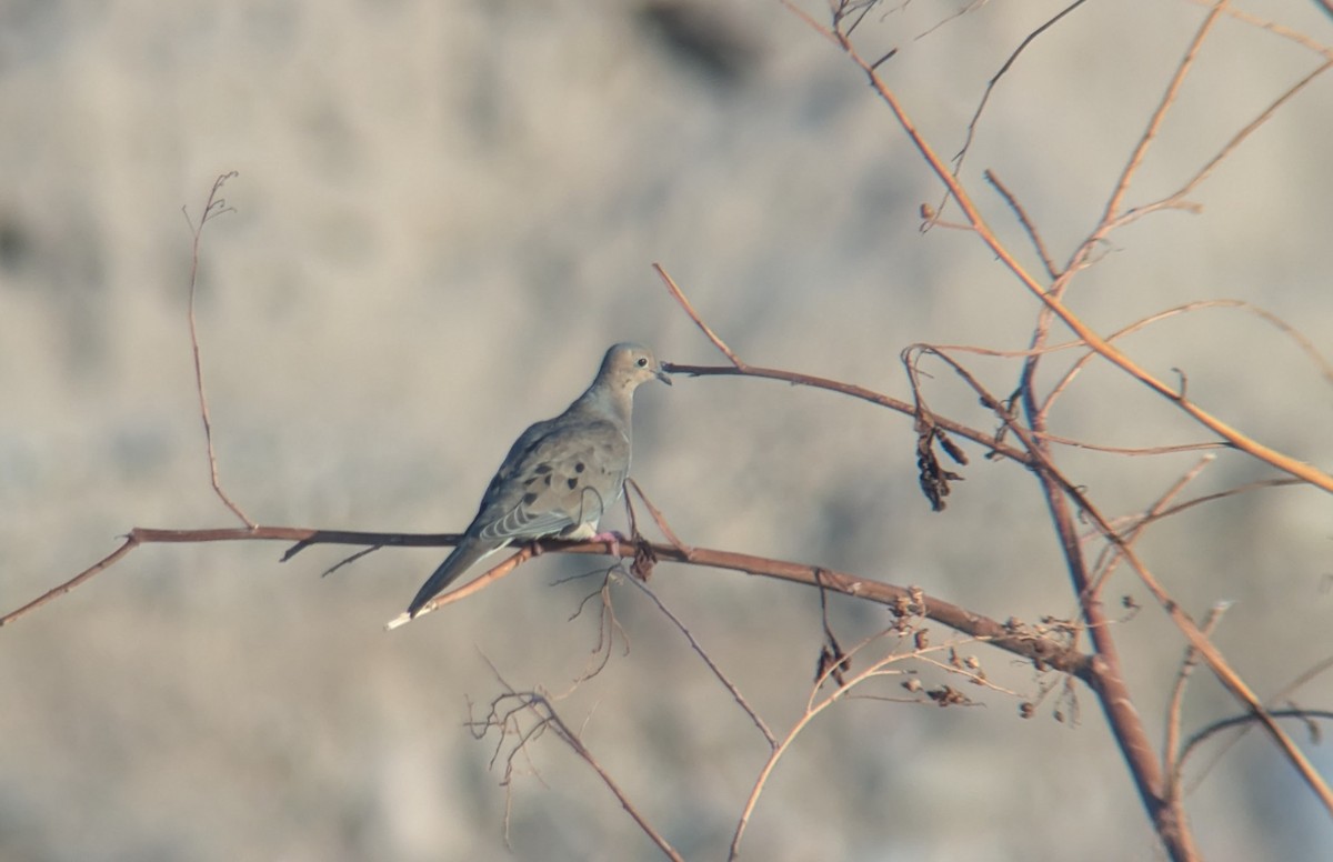 Mourning Dove - ML623785405