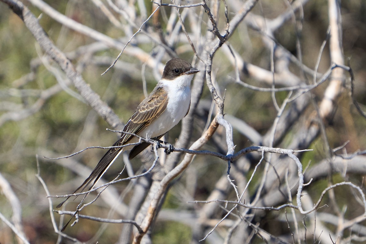 Fork-tailed Flycatcher - ML623785408