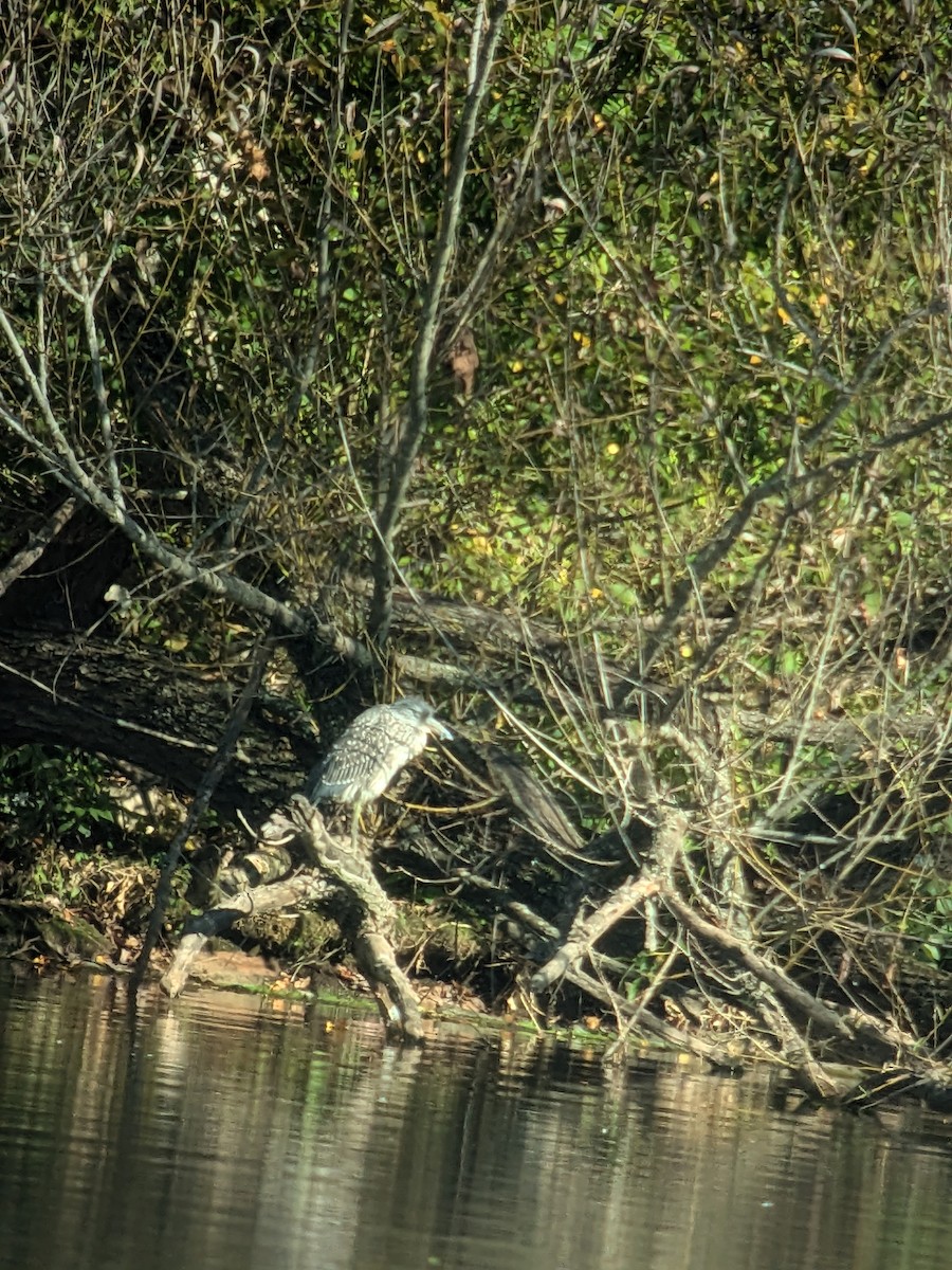 Yellow-crowned Night Heron - ML623785412