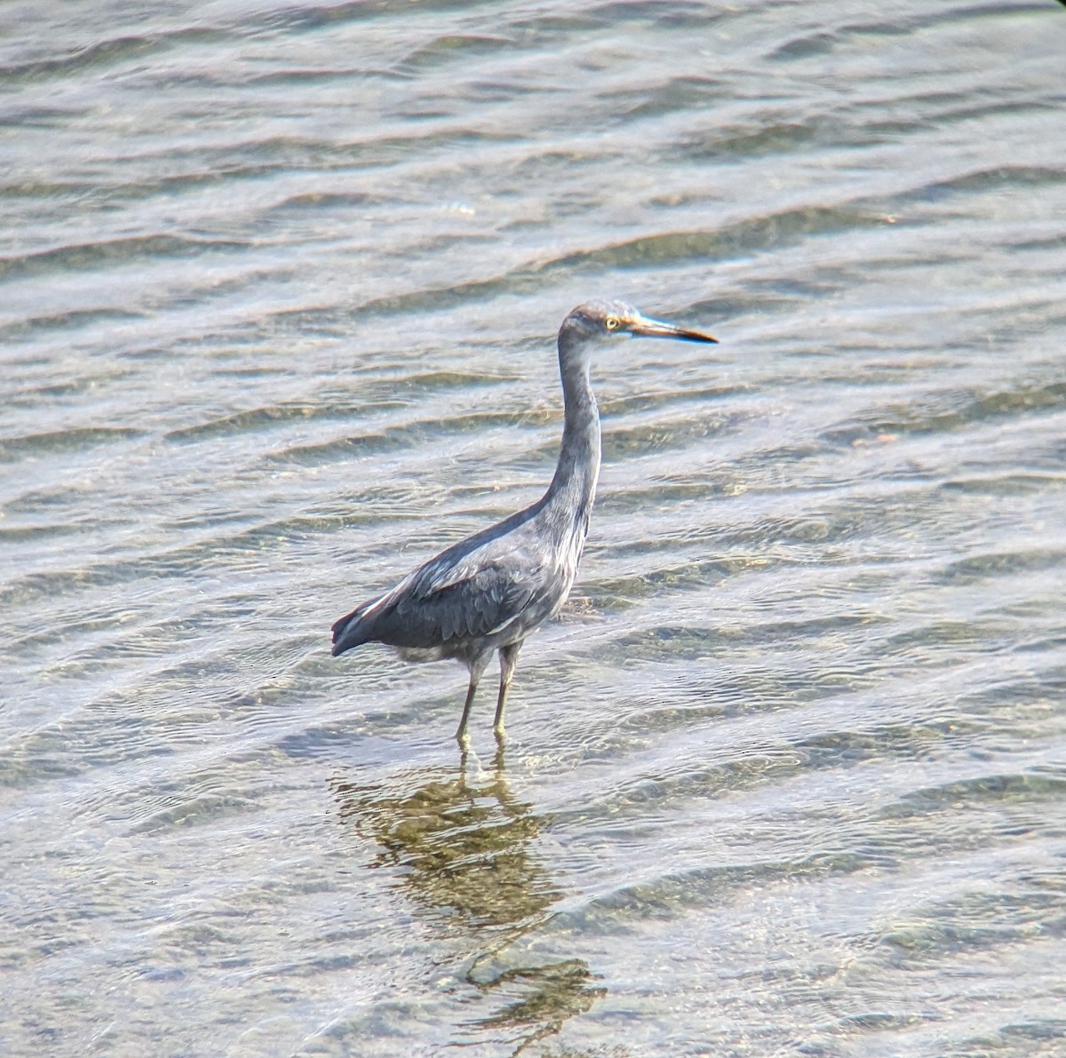 Little Blue Heron - ML623785417