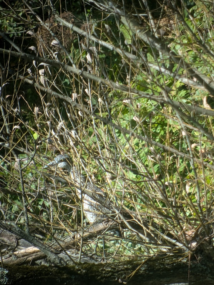 Yellow-crowned Night Heron - ML623785435