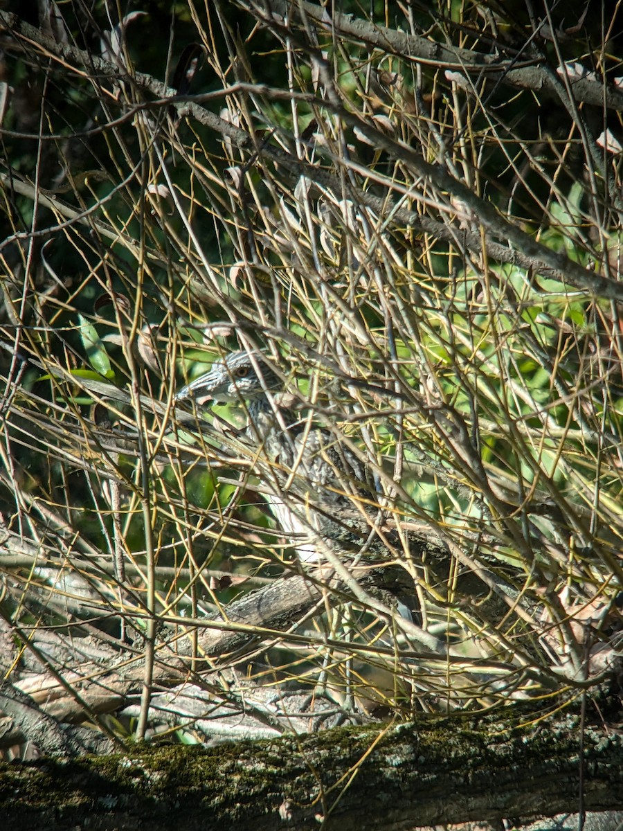 Yellow-crowned Night Heron - ML623785467