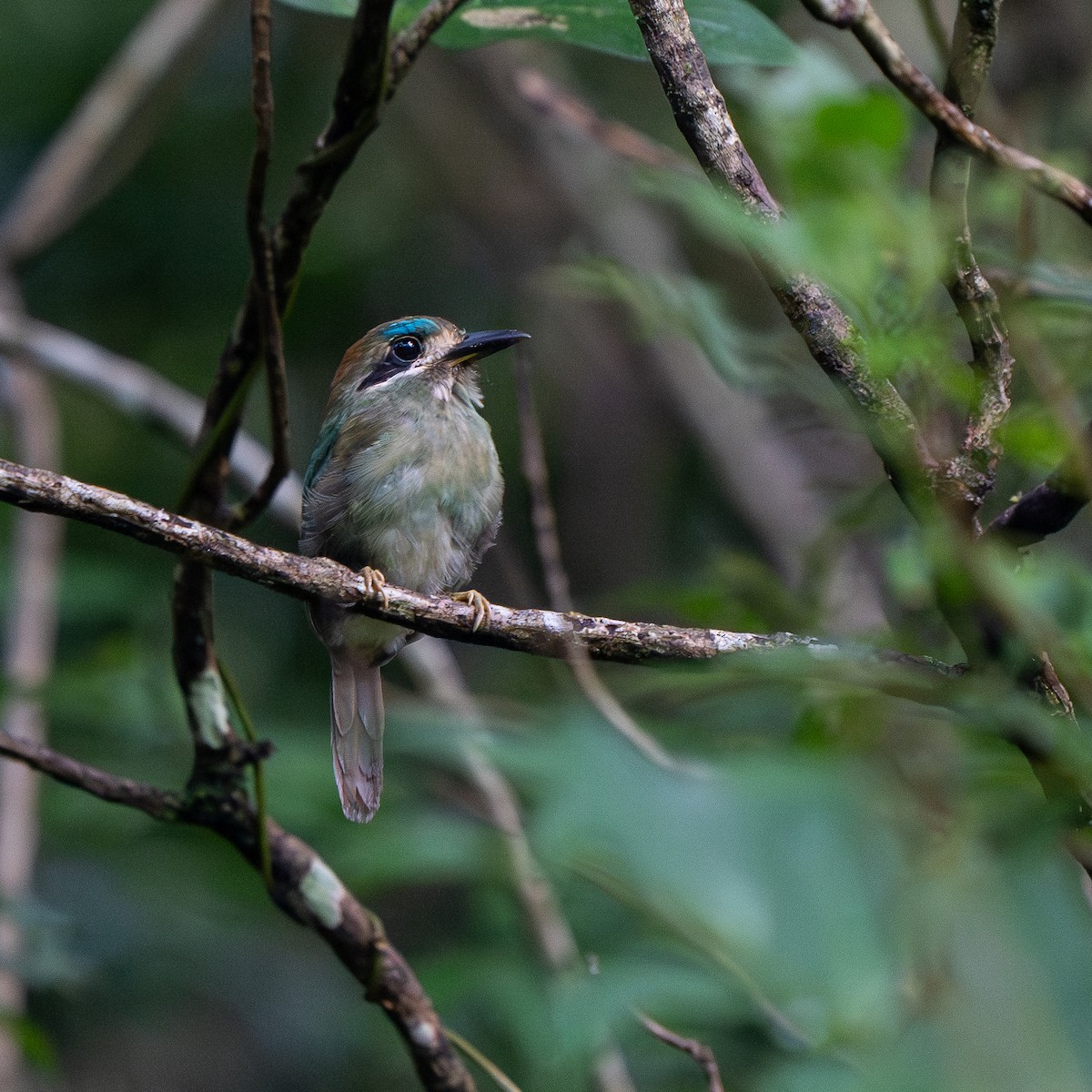 Tody Motmot - ML623785468