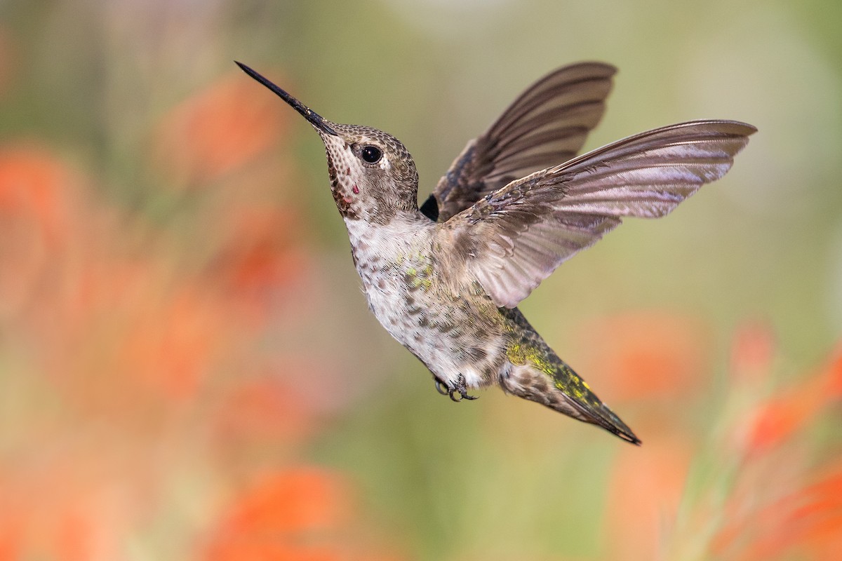 Anna's Hummingbird - ML623785485