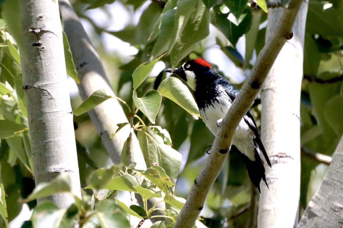 Acorn Woodpecker - ML623785486