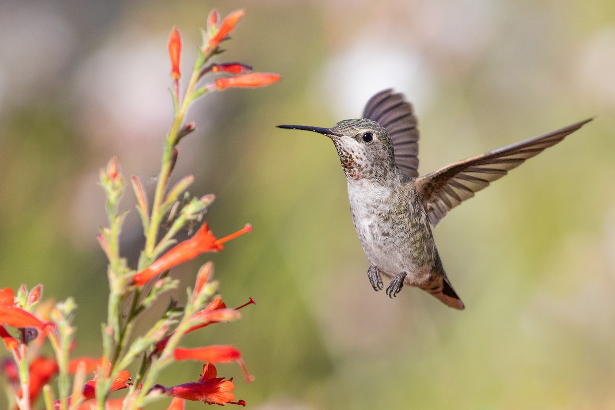 Anna's Hummingbird - ML623785489