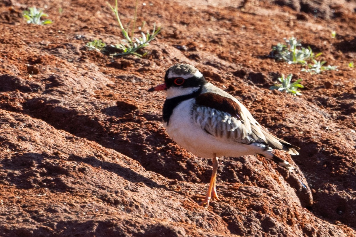 Black-fronted Dotterel - ML623785587