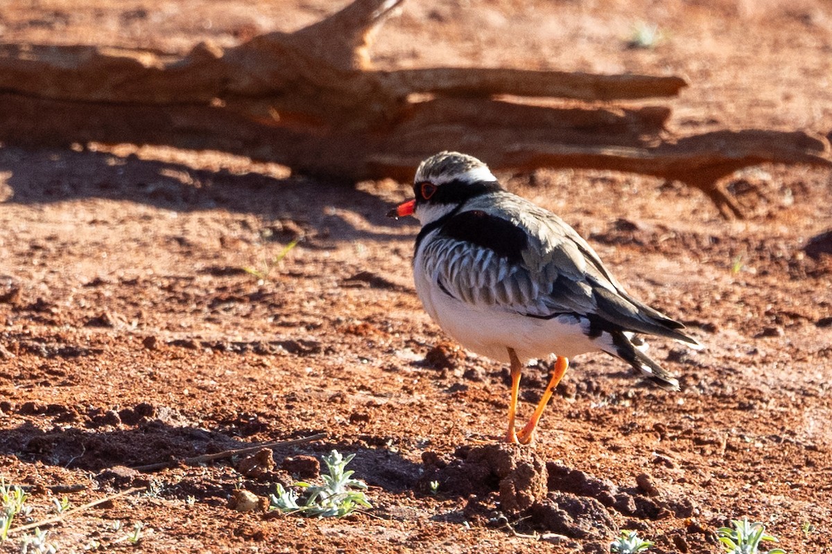 Black-fronted Dotterel - ML623785588