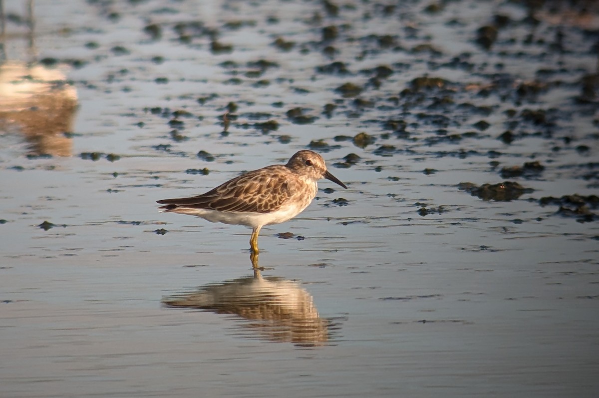 Least Sandpiper - ML623785749