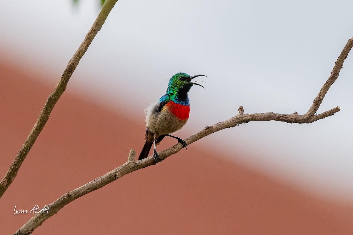 Olive-bellied Sunbird - ML623785756