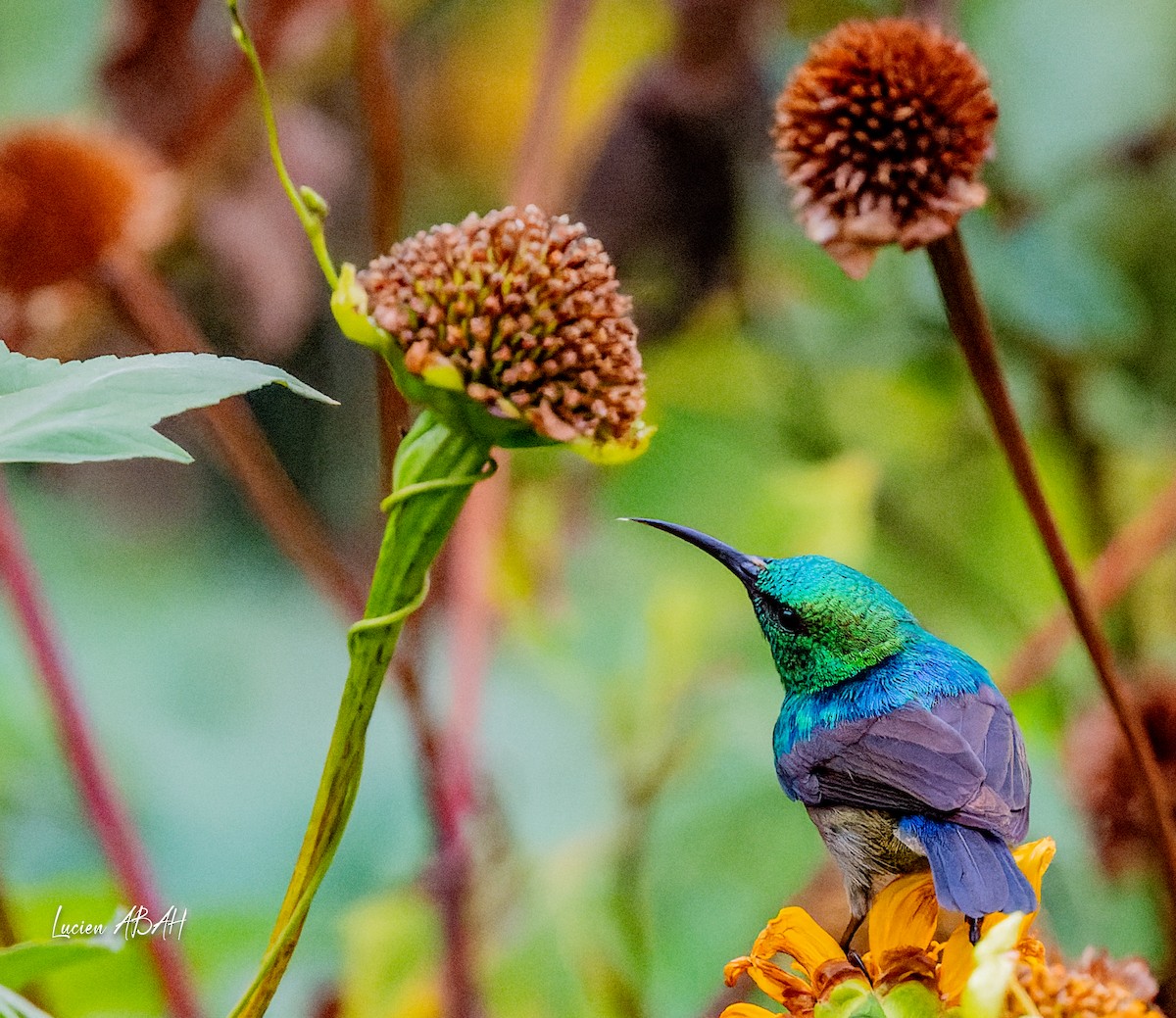 Olive-bellied Sunbird - ML623785757