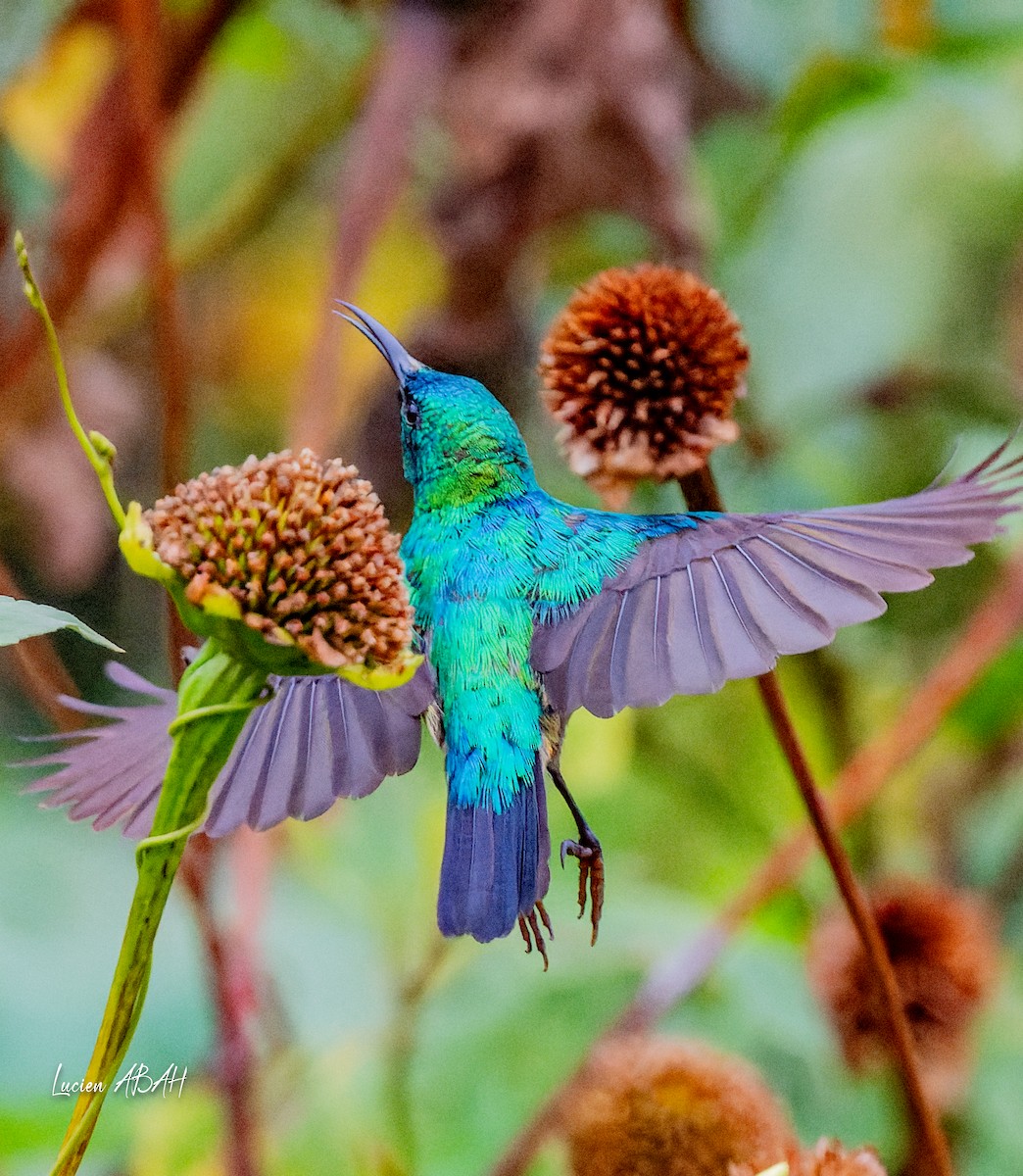 Olive-bellied Sunbird - ML623785759