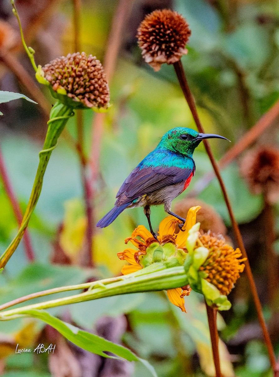 Olive-bellied Sunbird - ML623785761