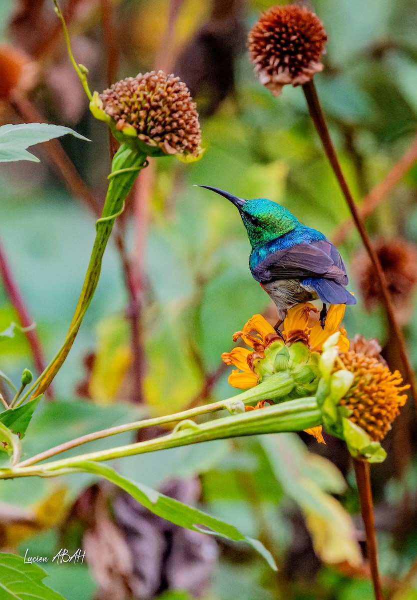 Olive-bellied Sunbird - ML623785763