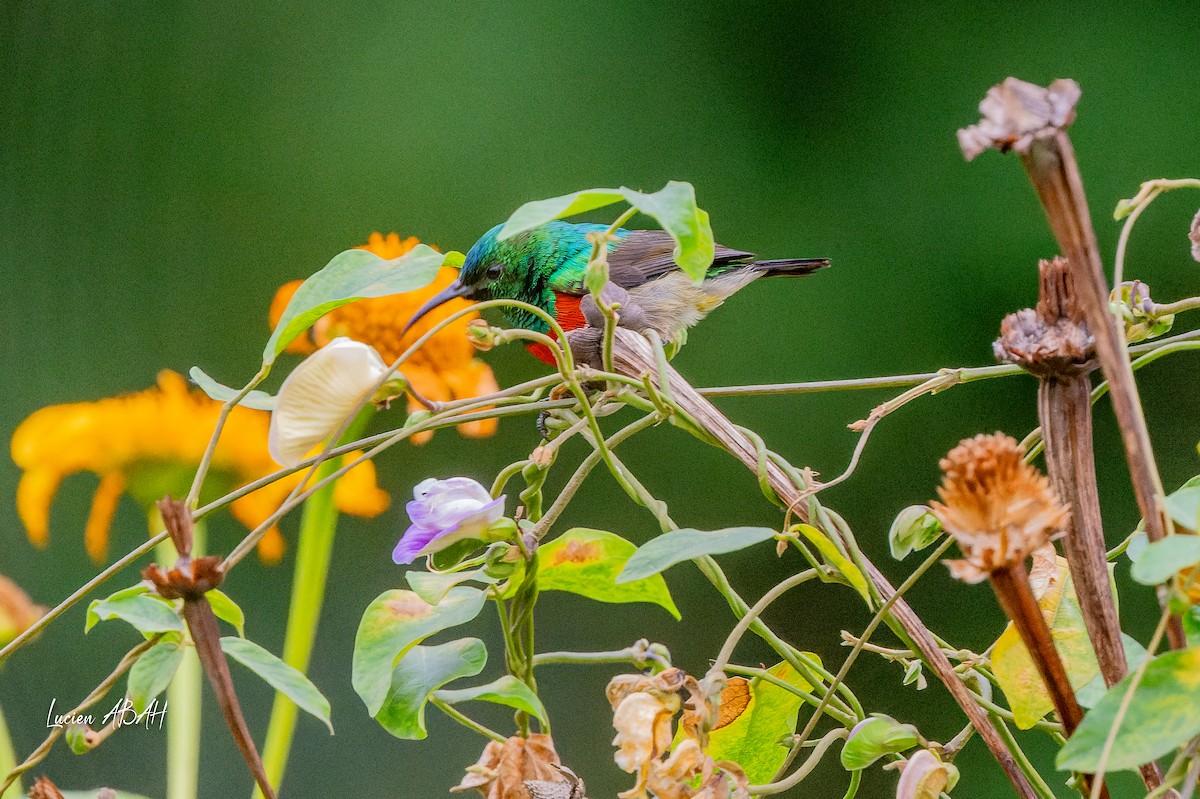 Olive-bellied Sunbird - ML623785765