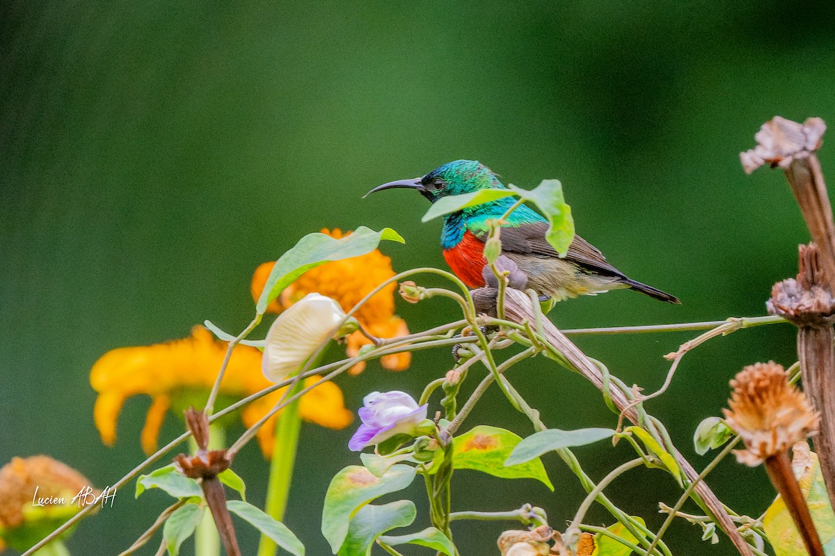 Olive-bellied Sunbird - ML623785766