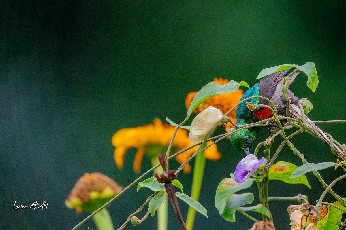 Olive-bellied Sunbird - lucien ABAH