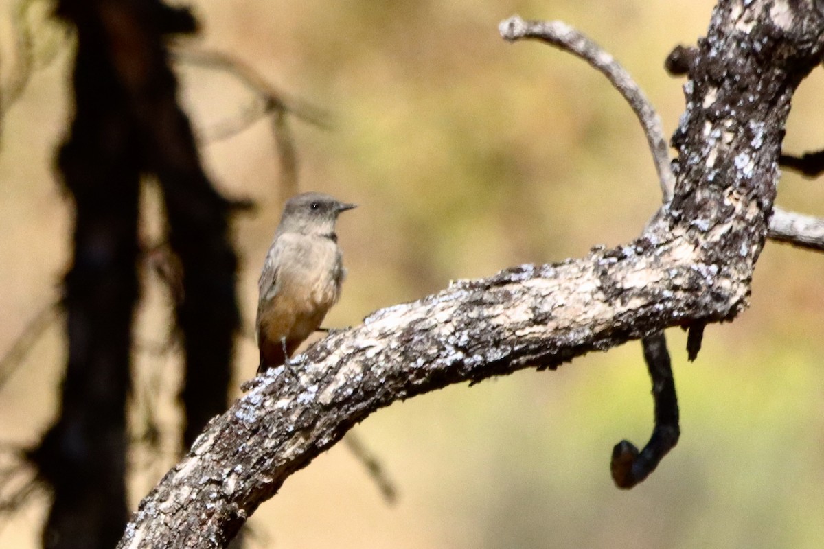 Say's Phoebe - ML623785785