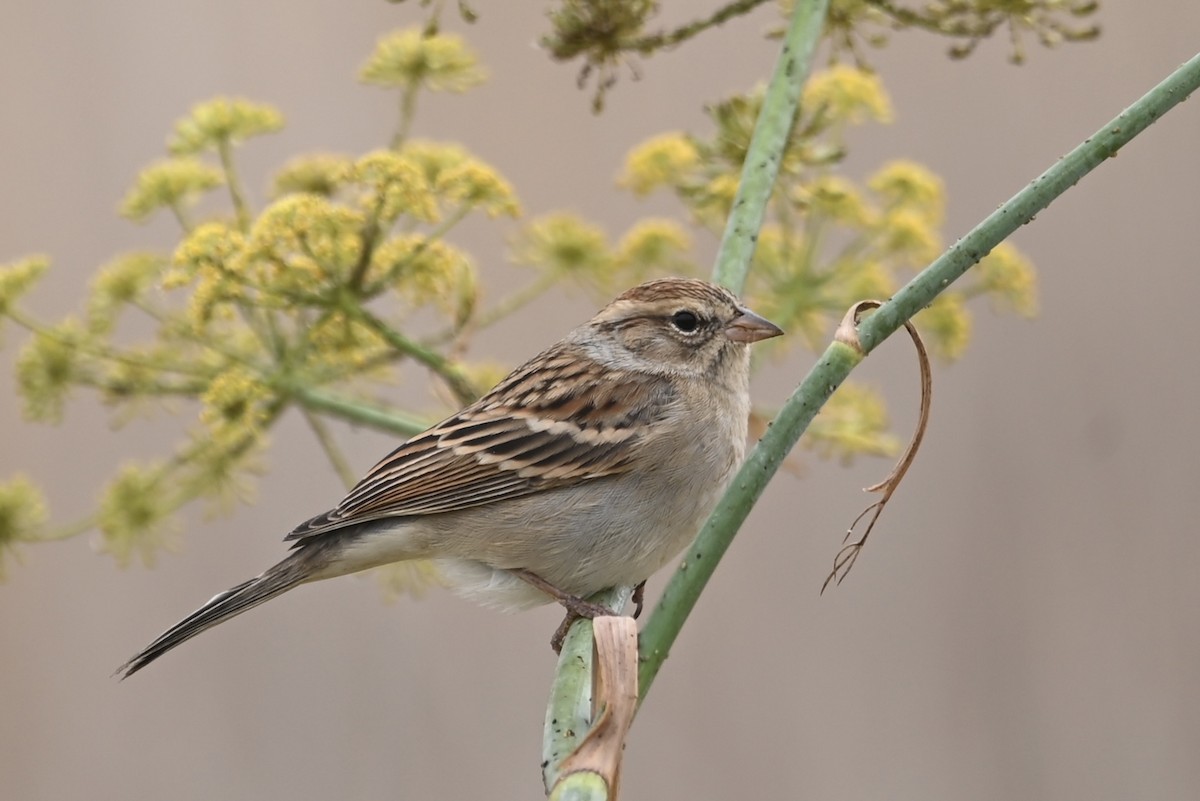 Chipping Sparrow - ML623785792