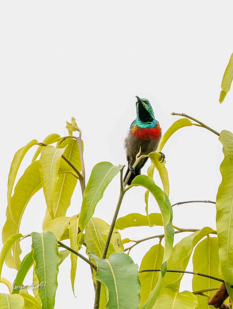 Olive-bellied Sunbird - ML623785796