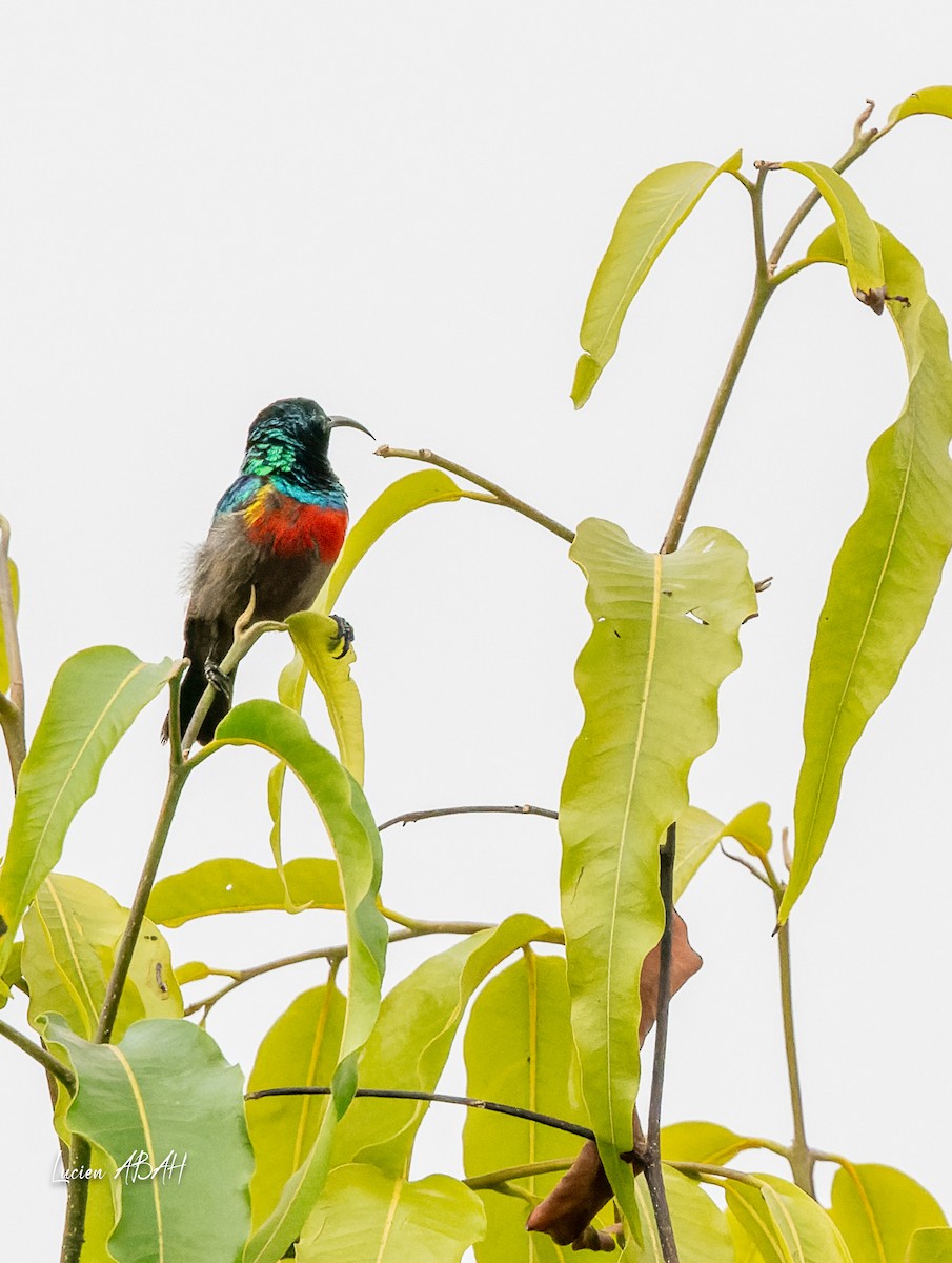 Olive-bellied Sunbird - ML623785798