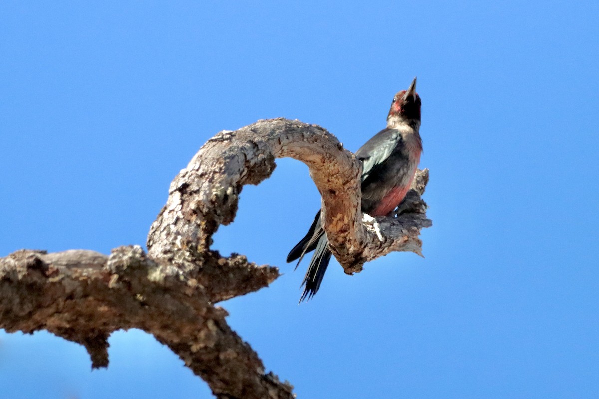 Lewis's Woodpecker - ML623785802