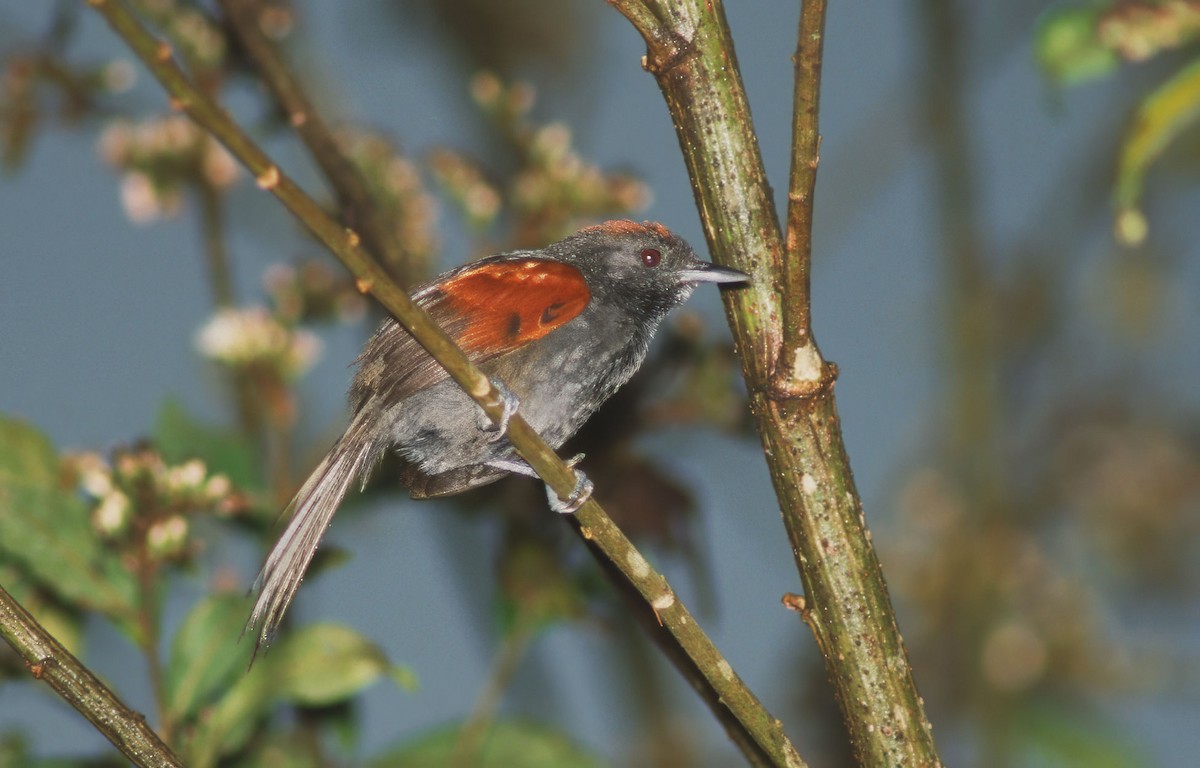 Slaty Spinetail - ML623785813