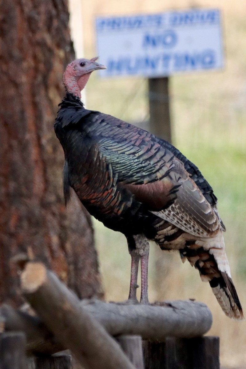 Wild Turkey - ML623785818