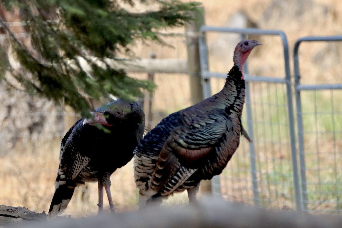 Wild Turkey - ML623785824