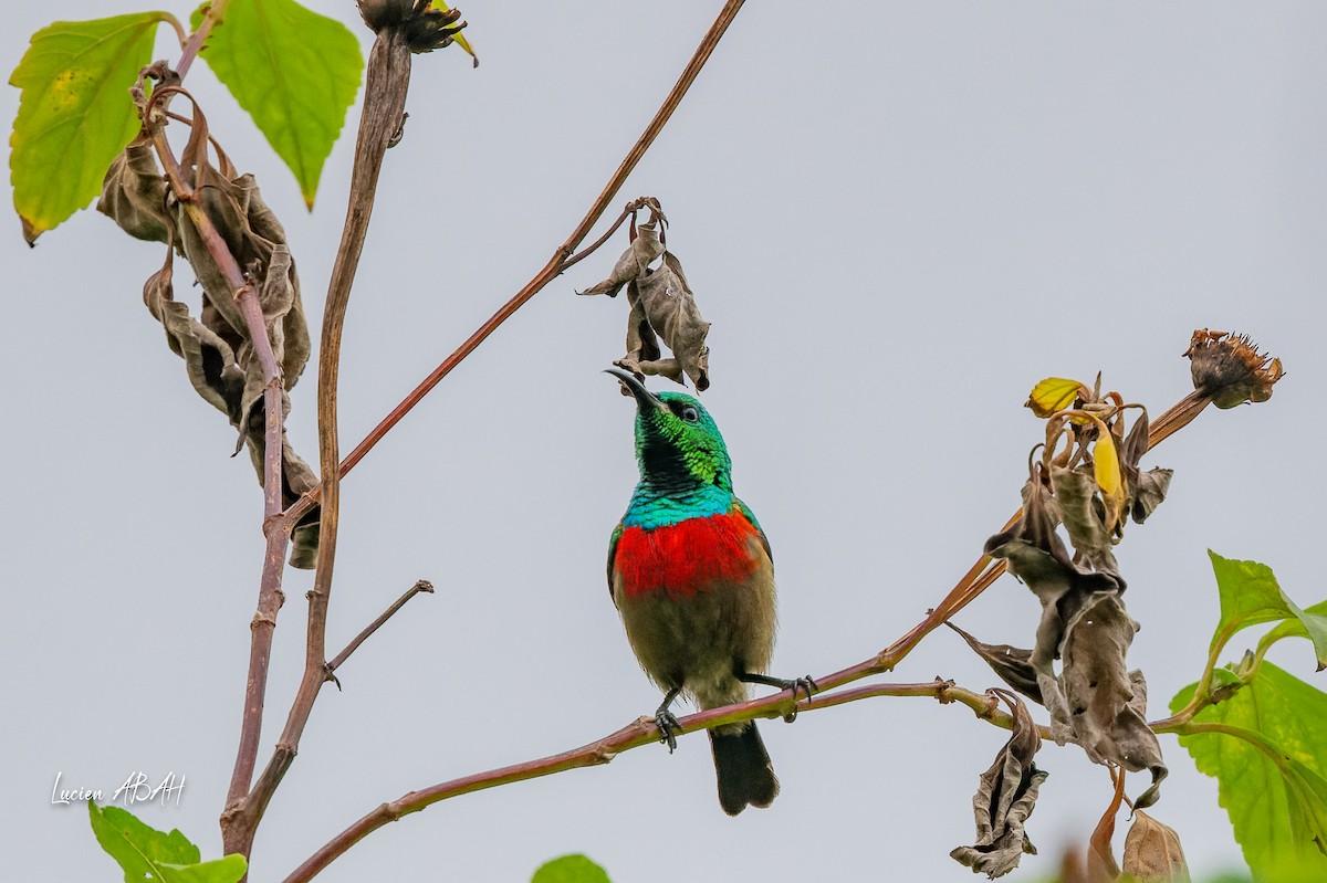 Olive-bellied Sunbird - ML623785829