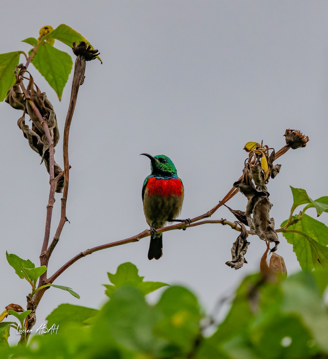 Olive-bellied Sunbird - ML623785837