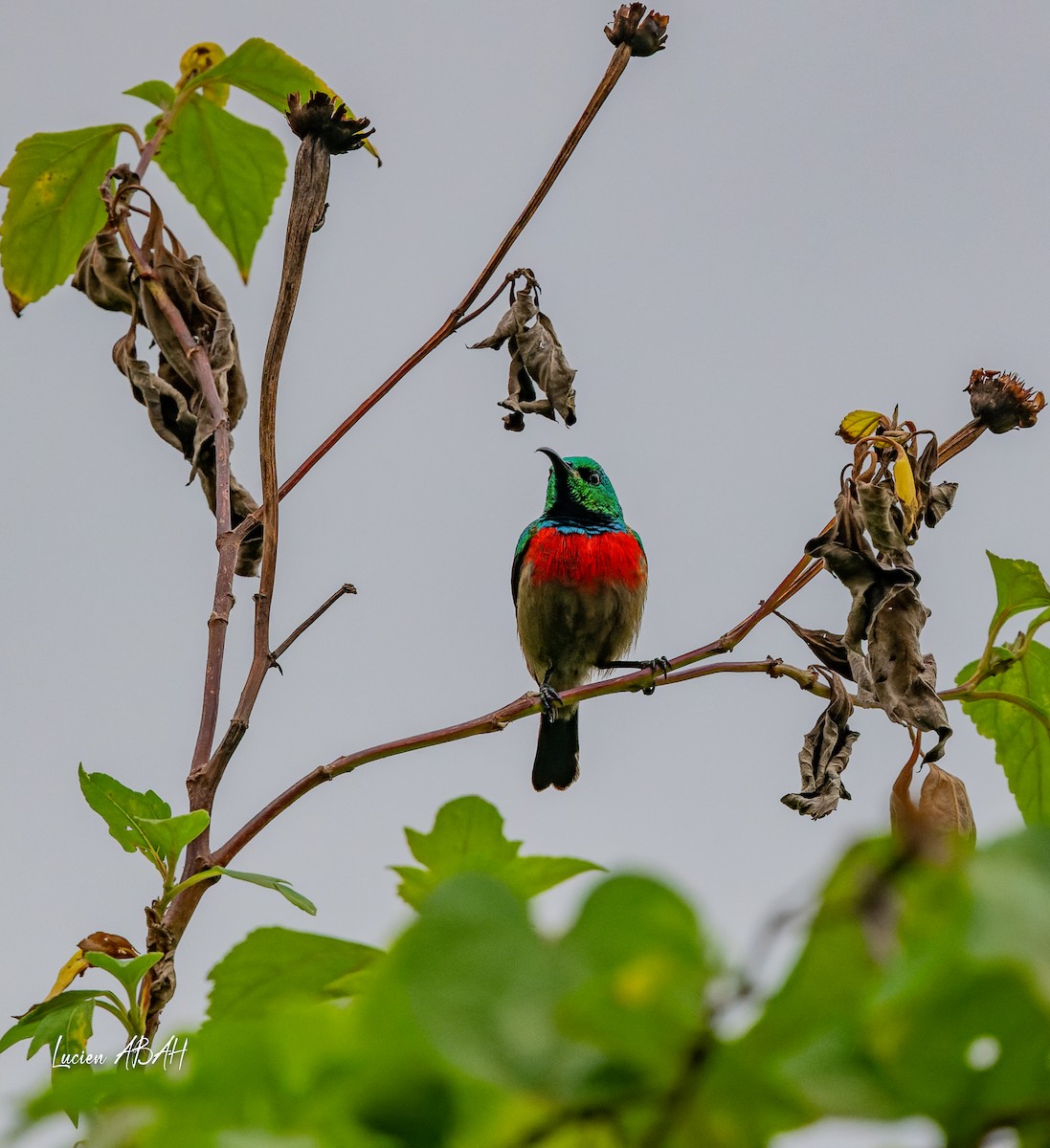 Olive-bellied Sunbird - ML623785838