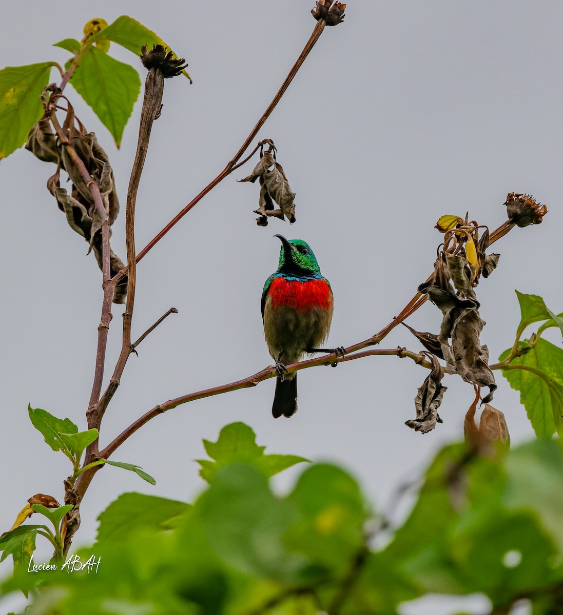 Olive-bellied Sunbird - ML623785842