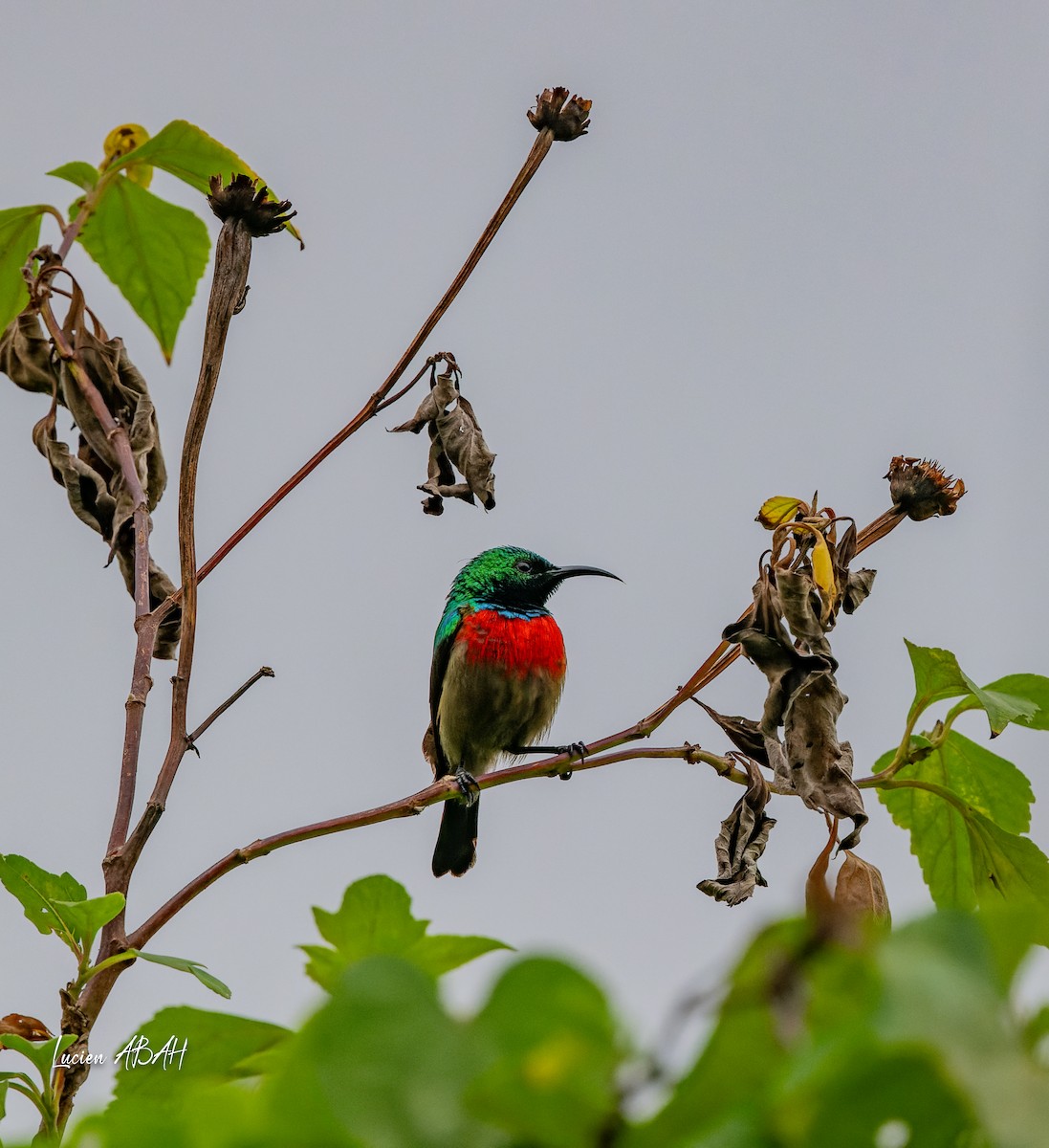 Olive-bellied Sunbird - ML623785844