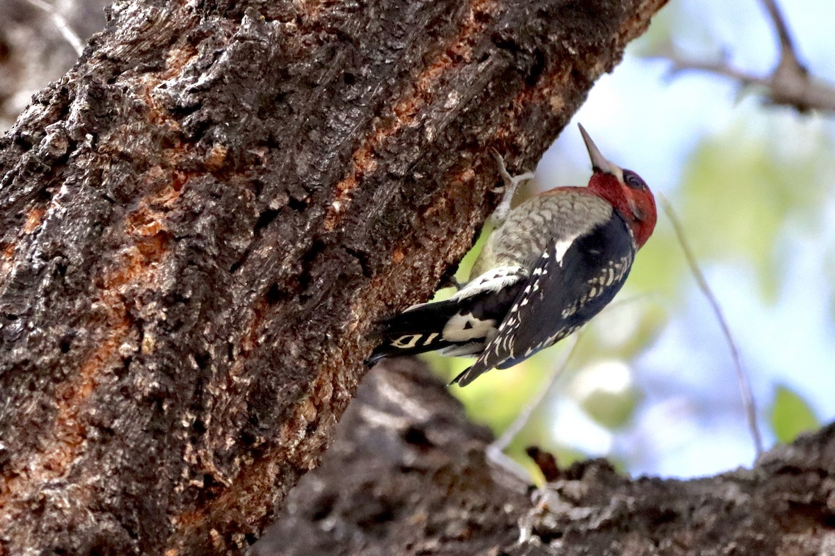 Red-breasted Sapsucker - ML623785845