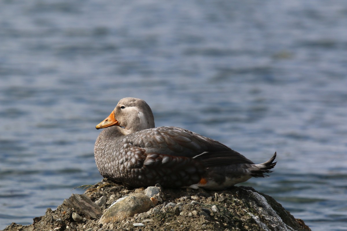 Flying Steamer-Duck - Bryan Shirley