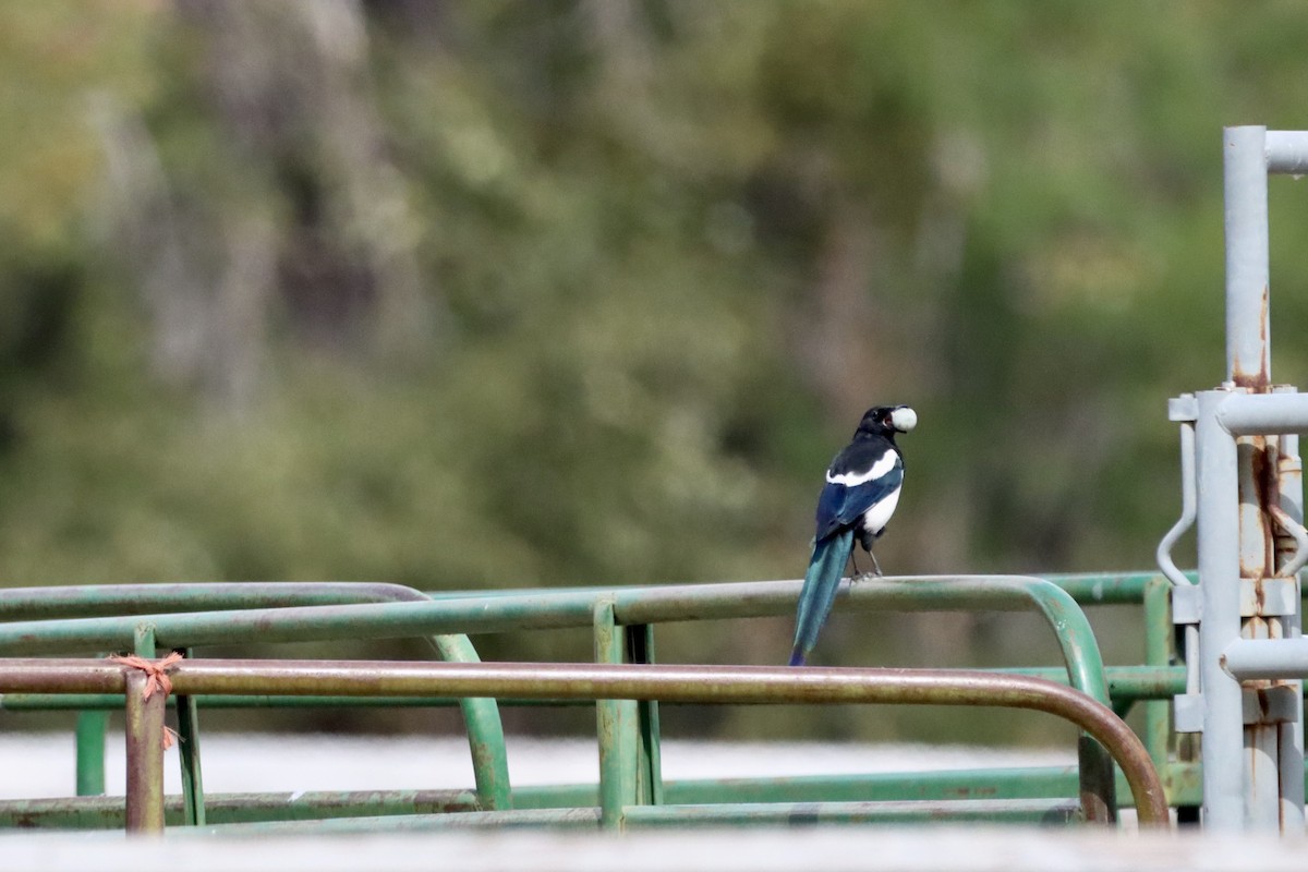 Black-billed Magpie - ML623785852