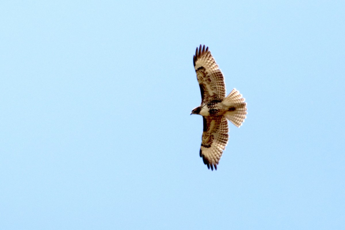 Red-tailed Hawk (calurus/alascensis) - ML623785862