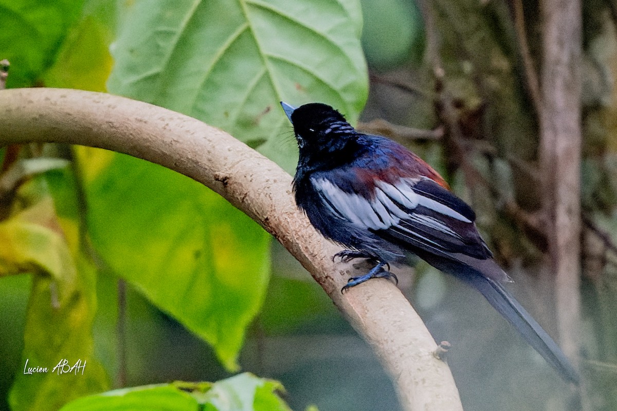 African Paradise-Flycatcher - ML623785864