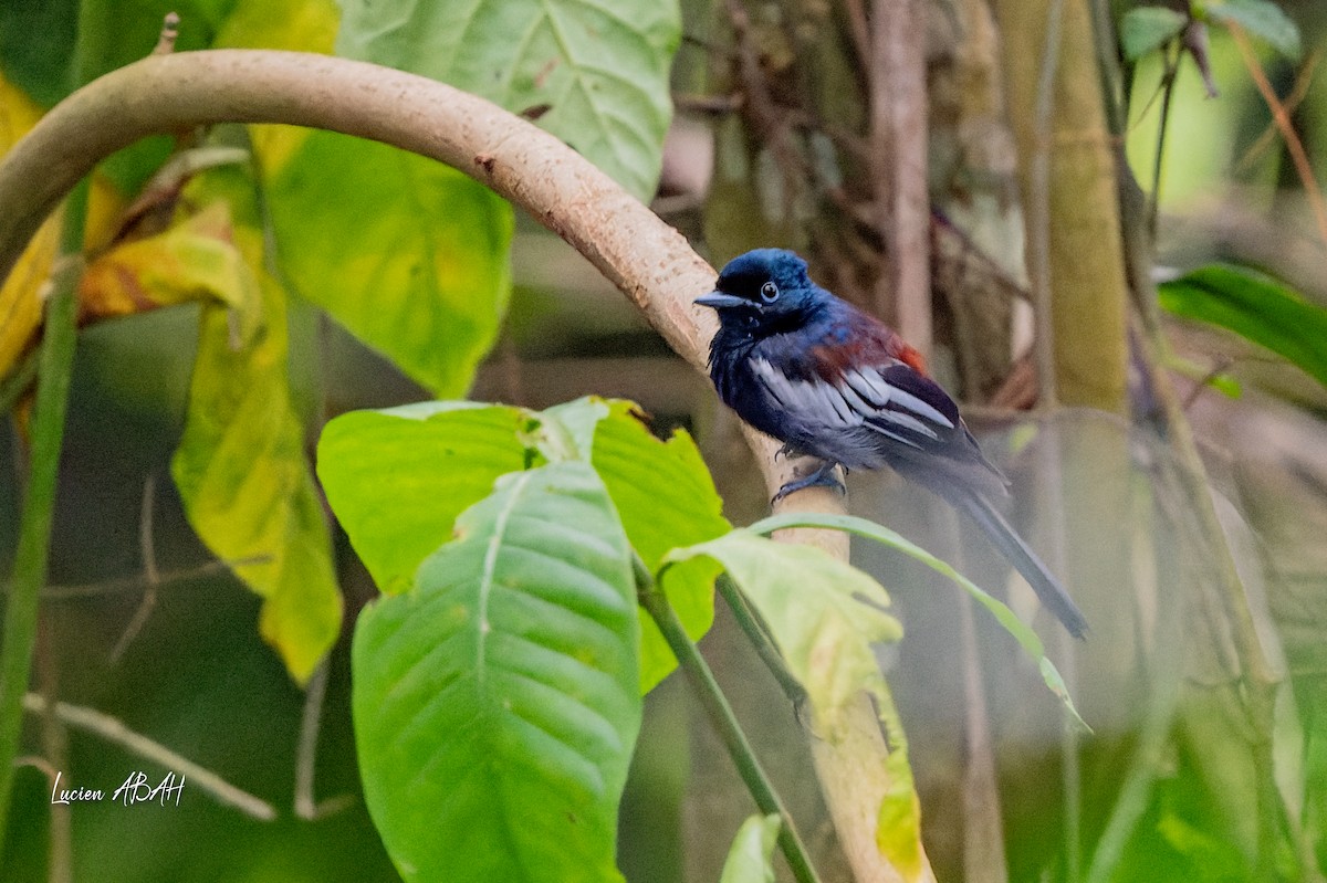 African Paradise-Flycatcher - ML623785867