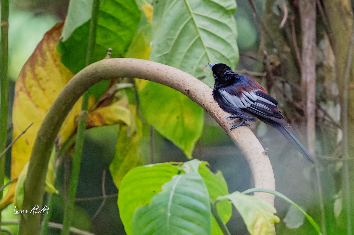 African Paradise-Flycatcher - lucien ABAH