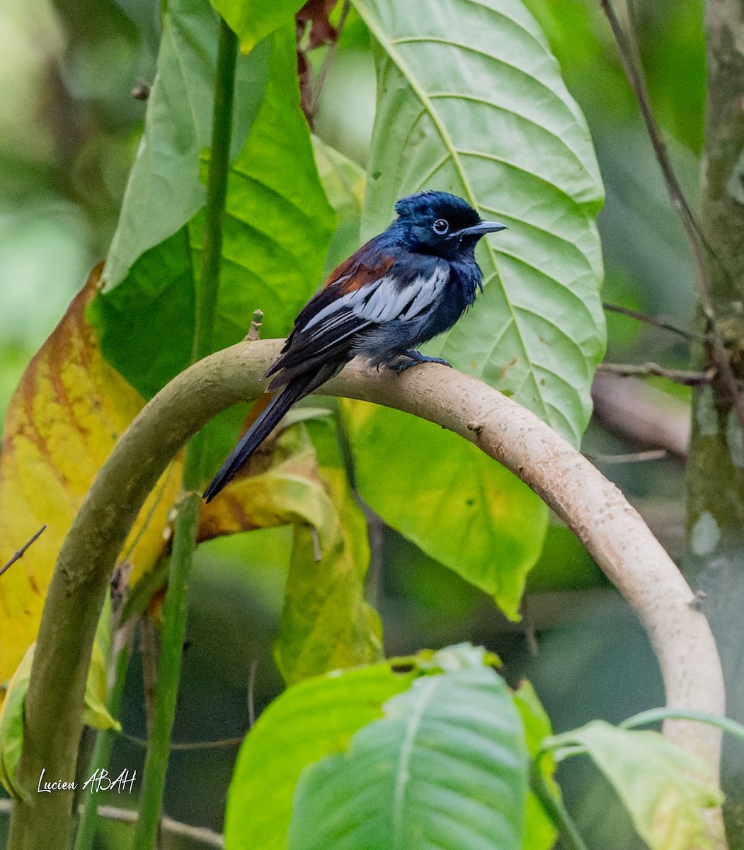 African Paradise-Flycatcher - ML623785874