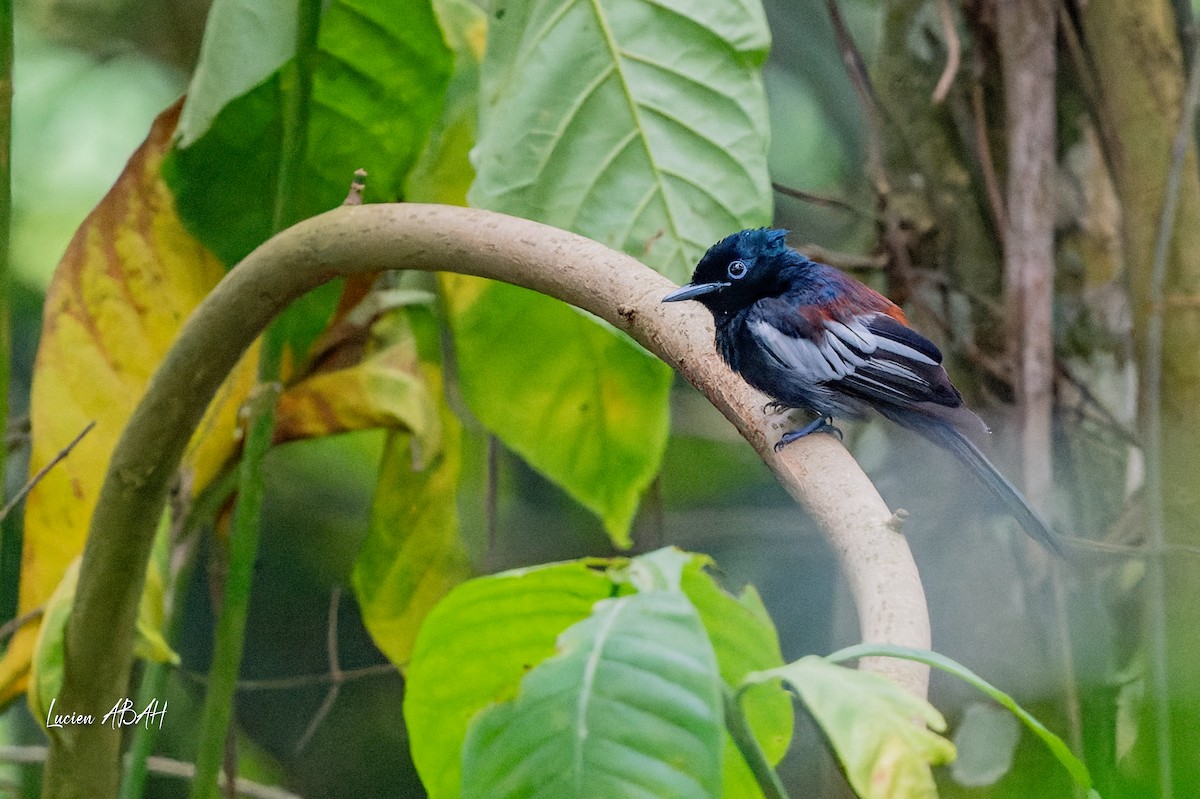 African Paradise-Flycatcher - ML623785875