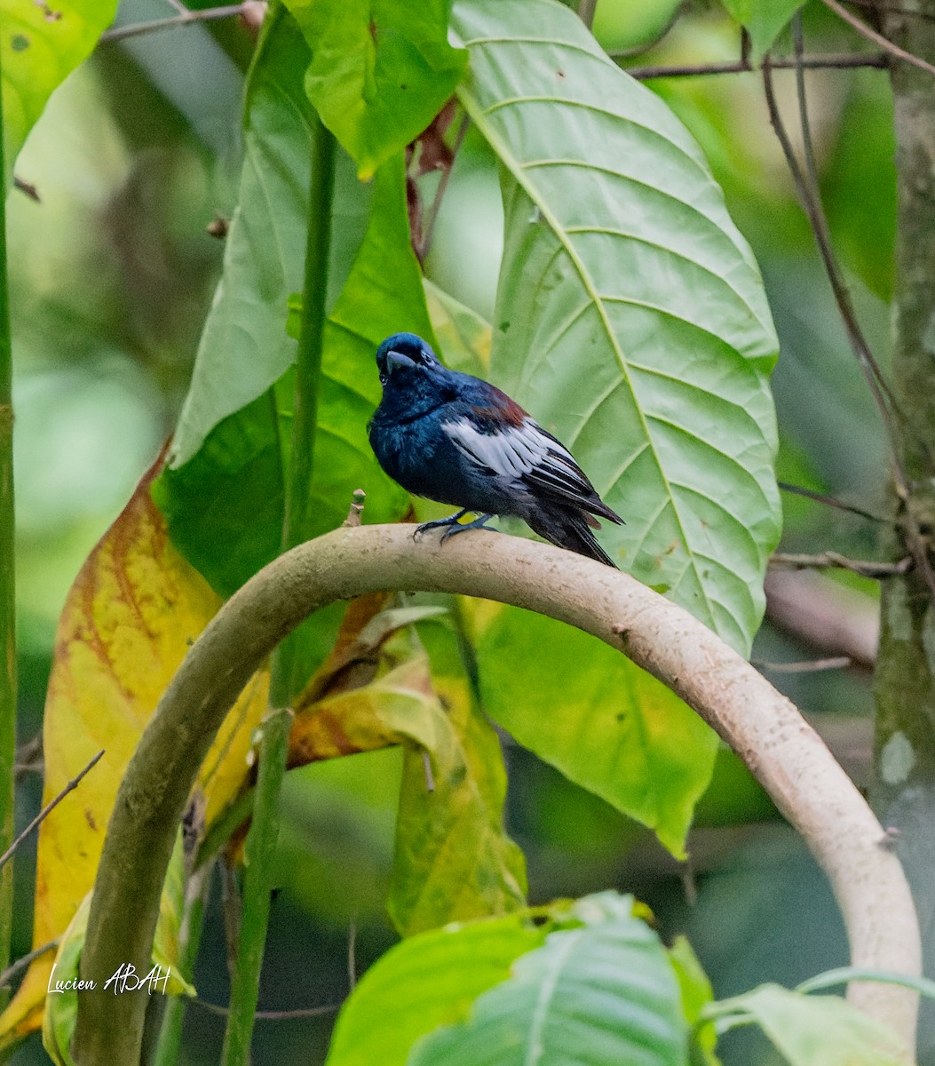 African Paradise-Flycatcher - ML623785877