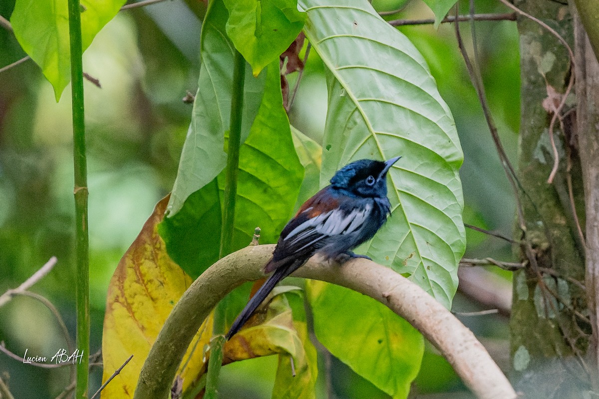 African Paradise-Flycatcher - ML623785878