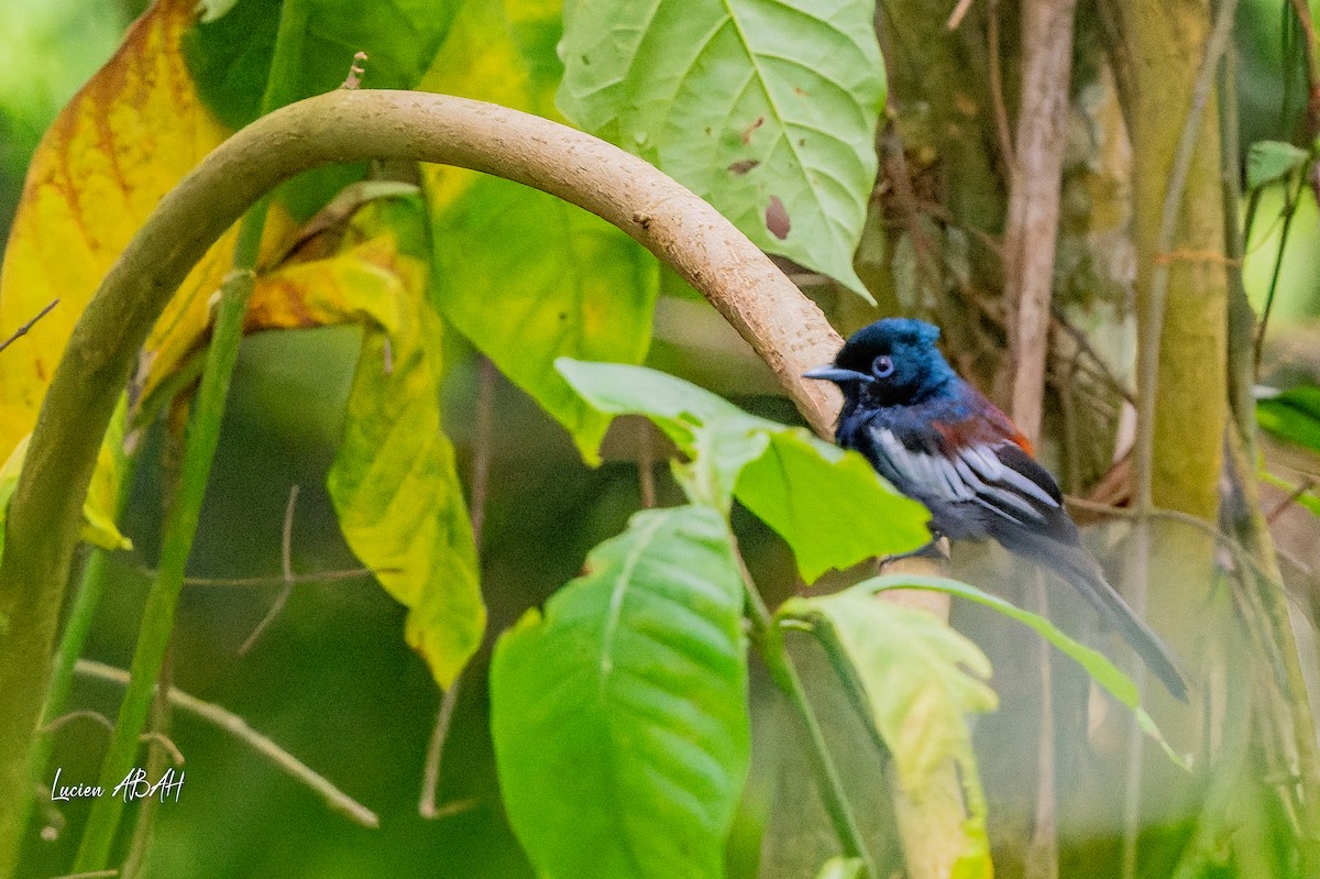 African Paradise-Flycatcher - ML623785879