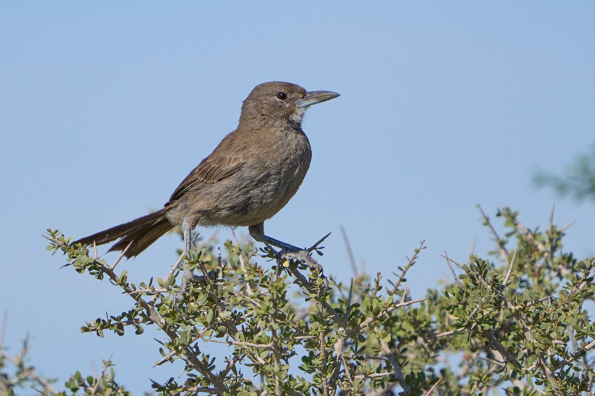 White-throated Cacholote - ML623785882