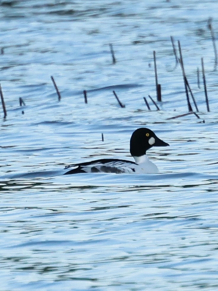 Common Goldeneye - ML623785901